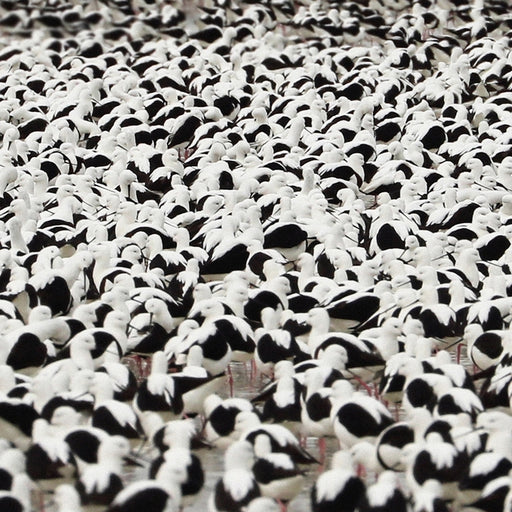 Stella Donnelly – Flood (LP, Vinyl Record Album)