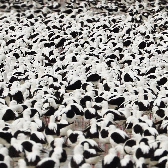 Stella Donnelly – Flood (LP, Vinyl Record Album)