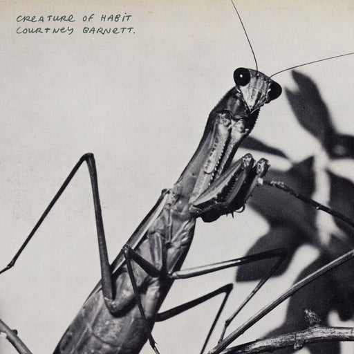 Courtney Barnett – Creature of Habit - Image 1