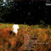 Mitski – Puberty 2 LP vinyl record, image 2 of 3