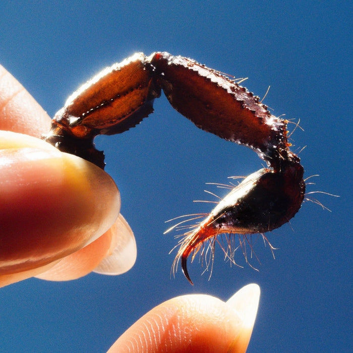 Squid – Cowards (LP, Vinyl Record Album)