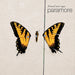 Paramore – Brand New Eyes LP vinyl record, image 1 of 3