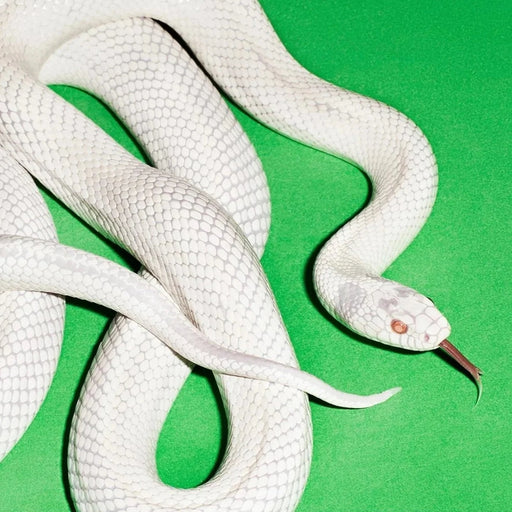 Deftones – Private Music (LP, Vinyl Record Album)