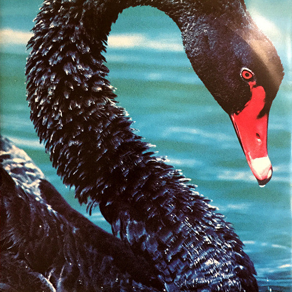 The Triffids – The Black Swan LP vinyl record, image 5 of 6