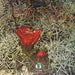 Eagles – Eagles LP vinyl record, image 3 of 8