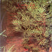 Roxy Music – Country Life LP vinyl record, image 2 of 6