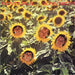 Sunnyboys – Individuals LP vinyl record, image 1 of 8