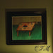 CFM – Still Life of Citrus and Slime LP vinyl record, image 1 of 3