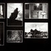 Pink Floyd, Pink Floyd – Animals = アニマルズ LP vinyl record, image 5 of 10