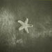 The Church – Starfish LP vinyl record, image 5 of 7
