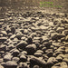 Agitpop – Feast Of The Sunfish LP vinyl record, image 1 of 2