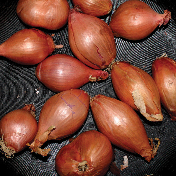 Ty Segall – Fried Shallots 12" vinyl record, image 1 of 5