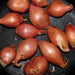 Ty Segall – Fried Shallots 12" vinyl record, image 1 of 5