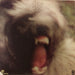 John Entwistle's Ox – Mad Dog LP vinyl record, image 2 of 9