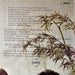 Sherbet – The Sherbet Collection LP vinyl record, image 5 of 8