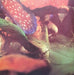 Rick Wakeman – Journey To The Centre Of The Earth LP vinyl record, image 8 of 10