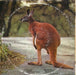Peter Kaukonen – Black Kangaroo LP vinyl record, image 4 of 10