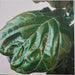 The Jungle Giants – Quiet Ferocity LP vinyl record, image 5 of 10