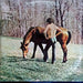 Arlo Guthrie – Washington County LP vinyl record, image 2 of 4