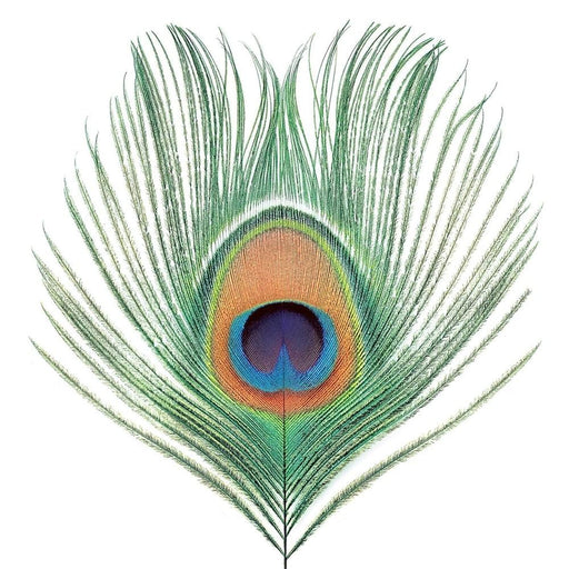 XTC – Apple Venus Volume One LP vinyl record, image 1 of 2