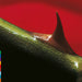 Nusrat Fateh Ali Khan, Michael Brook – Night Song (Green Smoke Vinyl, 30th Anniversary Edition) LP vinyl record, image 1 of 2