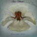 Paradise Bird – Amii Stewart (LP, Vinyl Record Album)